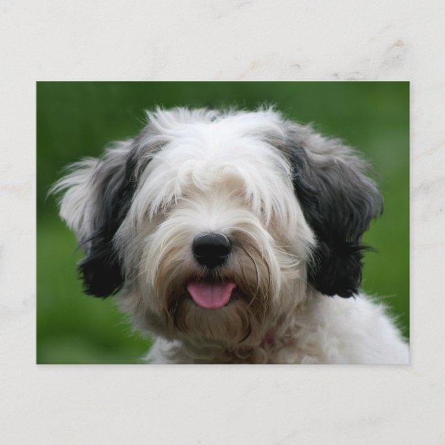 Cartão Postal tibetan terrier (Frente)