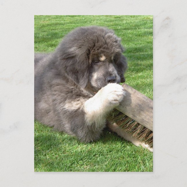Cartão Postal Tibetano Mastiff Jampo com vassoura (Frente)