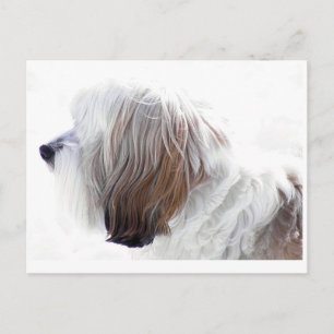 Cartão Postal Tibetano Terrier