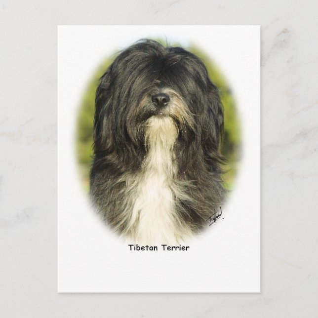 Cartão Postal Tibetano Terrier (Frente)