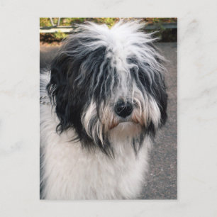 Cartão Postal Tibetano Terrier