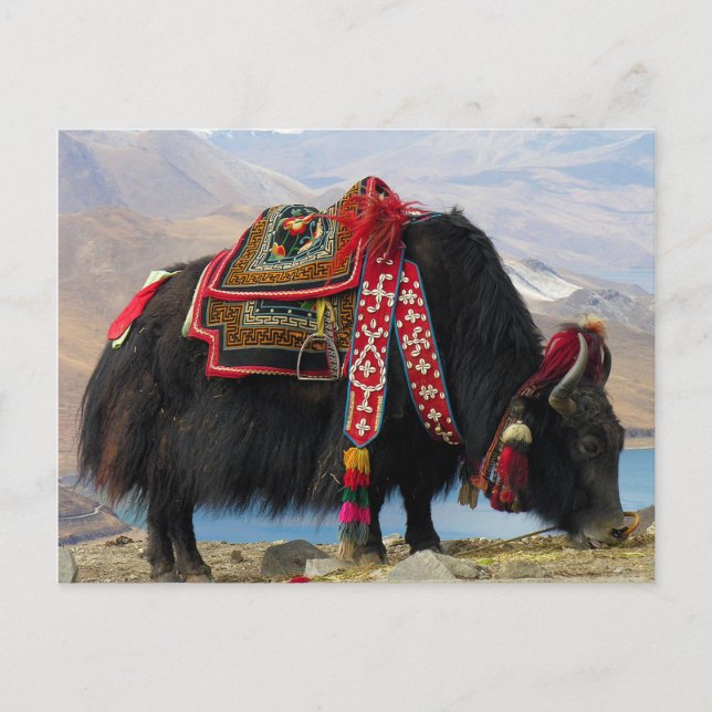 Cartão Postal Tibetano Yak (Frente)