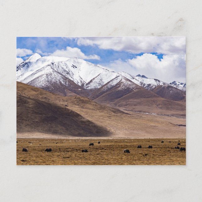 Cartão Postal Tibete - Paisagem montanhosa com iaques (Frente)