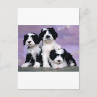 Cartão Postal Tibetern terriers