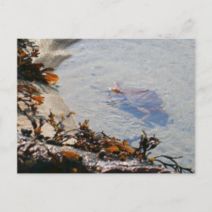 Cartão Postal Tidepool em Sand Beach