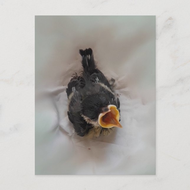 Cartão Postal Tidi, meu Pássaro, o Parus Major (Frente)