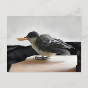 Cartão Postal Tidi, meu Pássaro, o Parus Major