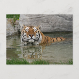 Cartão postal Tiger