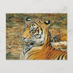 Cartão Postal Tiger bonito