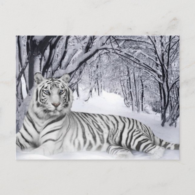 Cartão Postal TIger branco (Frente)