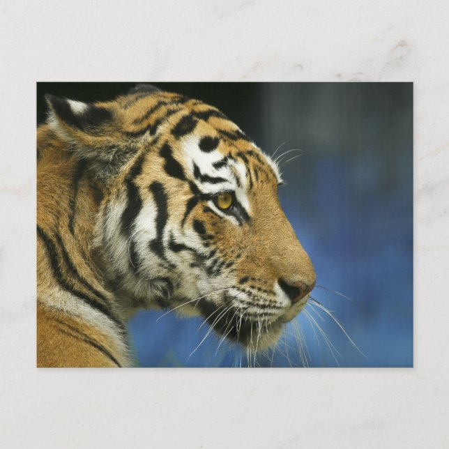Cartão Postal Tiger CloseUp Sideways Photoshot (Frente)