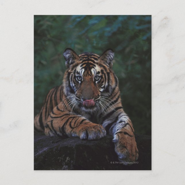 Cartão Postal Tiger Cub Reclama Rock (Frente)