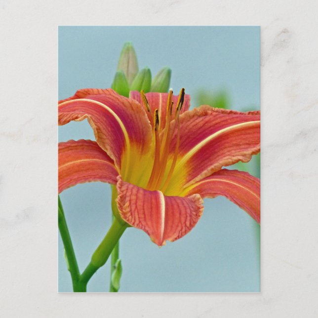 Cartão Postal Tiger Daylily (Frente)