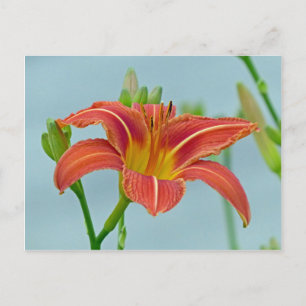 Cartão Postal Tiger Daylily