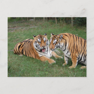 Cartão Postal Tiger Friends-009