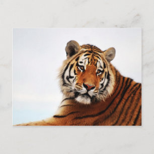 Cartão Postal Tiger glance sideways
