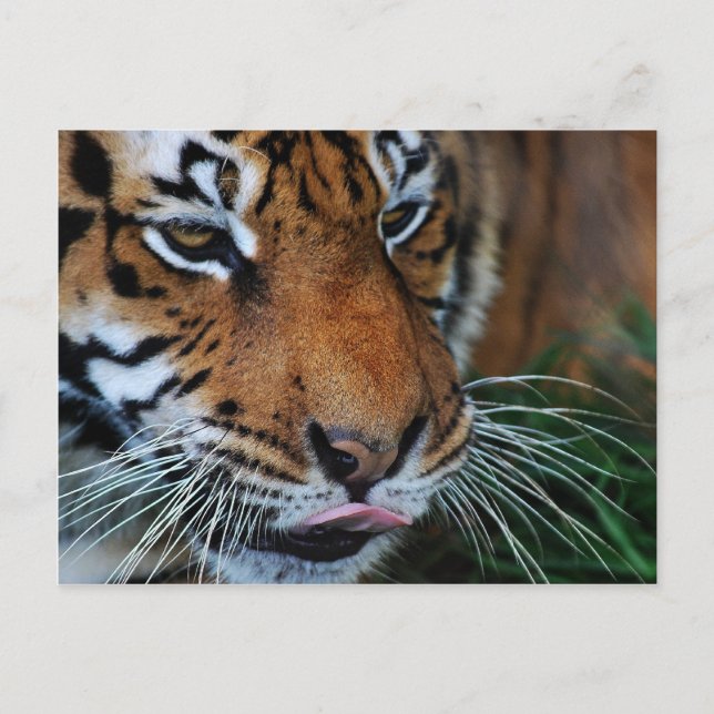 Cartão Postal Tiger lambendo suas lábios (Frente)