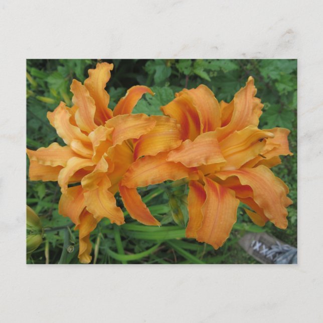 Cartão Postal Tiger Lily (Frente)