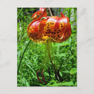 Cartão Postal Tiger Lily 01