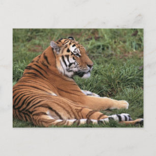 Cartão Postal Tiger Lounging in Grass Postcard