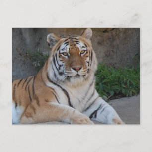 Cartão Postal Tiger Love