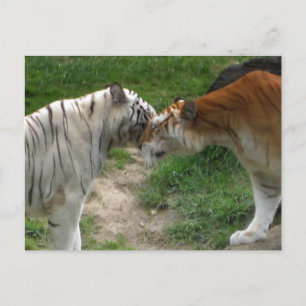 Cartão Postal Tiger Love
