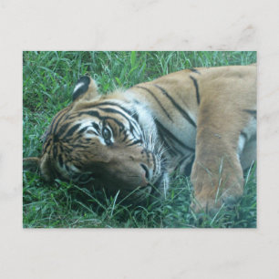 Cartão Postal Tiger malaio