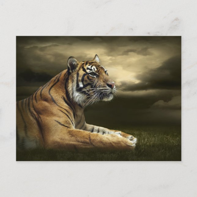 Cartão Postal Tiger olhando e sentando sob o céu dramático (Frente)