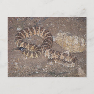 Cartão Postal Tiger Rattlesnake