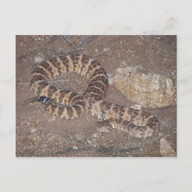 Cartão Postal Tiger Rattlesnake (Frente)