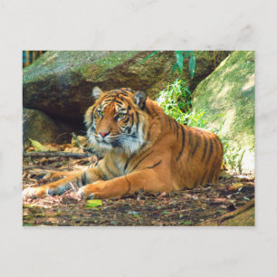 Cartão Postal Tiger Rest by Rocks