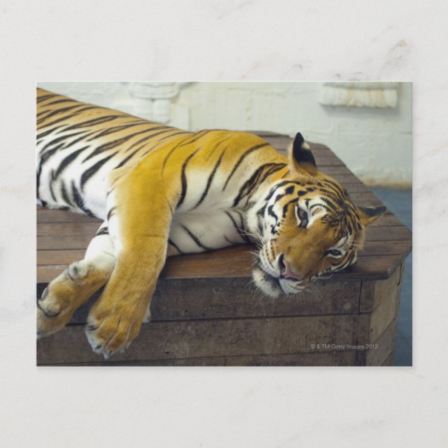 Cartão Postal Tiger, Samui, Tailândia (Frente)