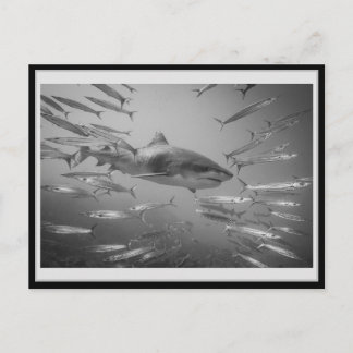 Cartão Postal Tiger Shark 001 タ postale イ ガ Carsubmetidas ャ .