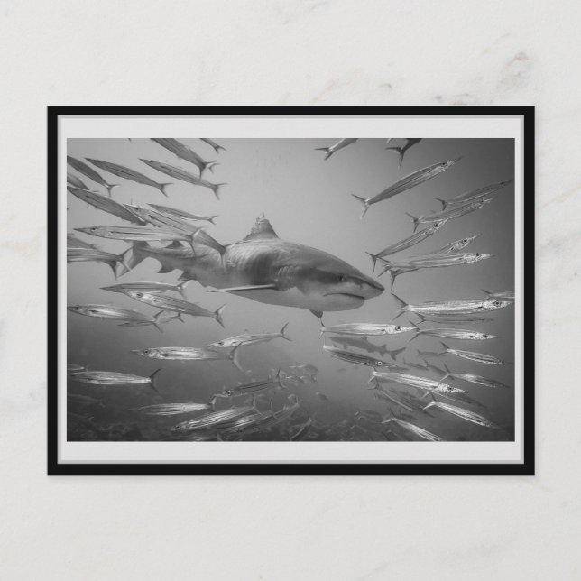 Cartão Postal Tiger Shark 001 タ postale イ ガ Carsubmetidas ャ . (Frente)