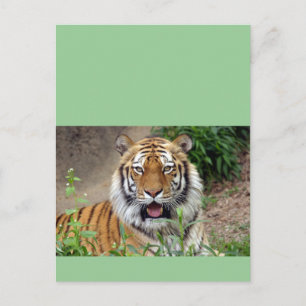 Cartão Postal Tiger Smile