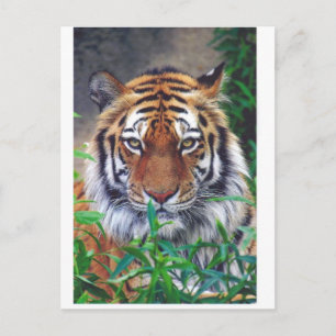 Cartão Postal Tiger Stare