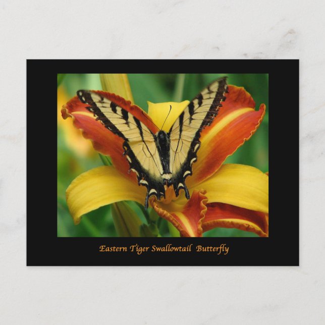 Cartão Postal Tiger Swallowtail em Daylily (Frente)