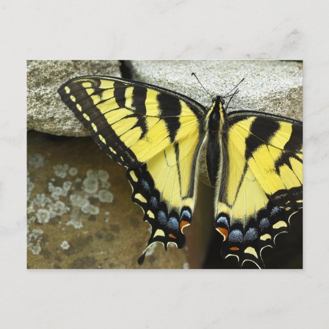 Cartão Postal Tiger Swallowtail Postcard (Frente)