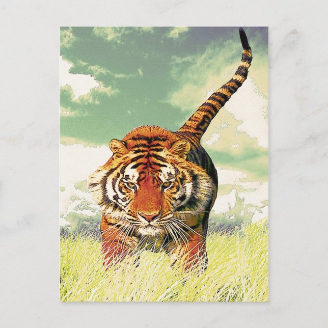 Cartão Postal Tiger Tiger! (Frente)
