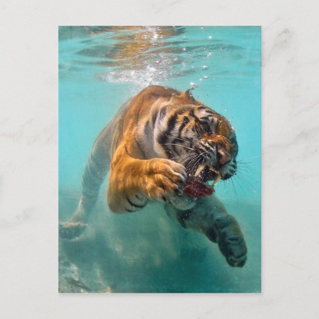 Cartão Postal Tiger Underwater (Frente)