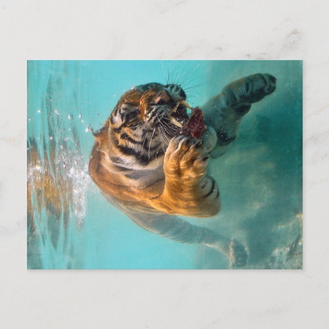 Cartão Postal Tiger Underwater (Frente)