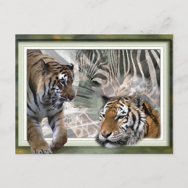 Cartão Postal Tiger, Zebra, Girafa, Presentes De Amantes (Frente)