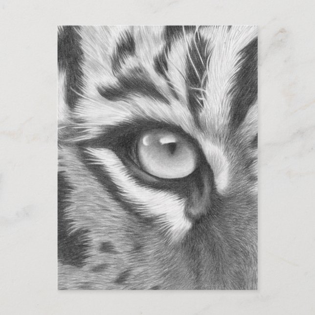 Cartão Postal Tigerauge - Bleistiftzeichnung (Frente)