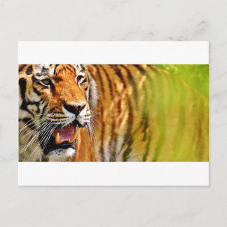 Cartão Postal tiget-me