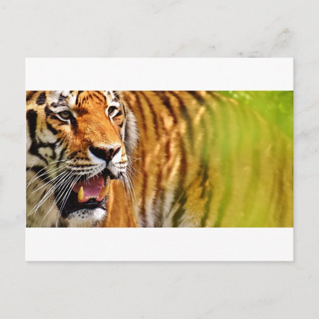 Cartão Postal tiget-me (Frente)