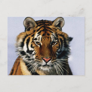 Cartão Postal tigre