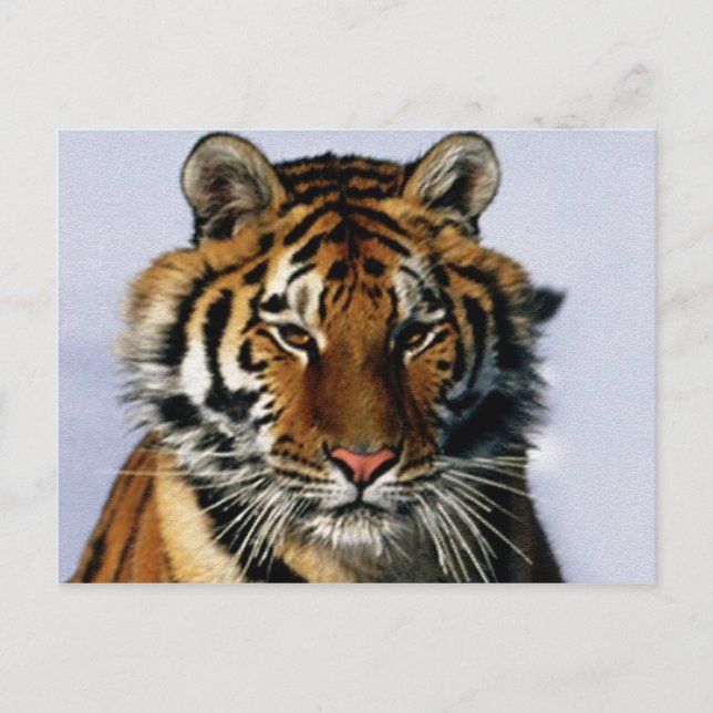 Cartão Postal tigre (Frente)
