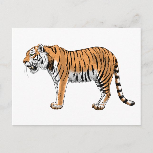 Cartão Postal Tigre (Frente)