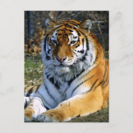 Cartão Postal Tigre