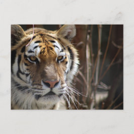 Cartão Postal Tigre